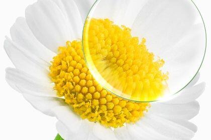 Camomille